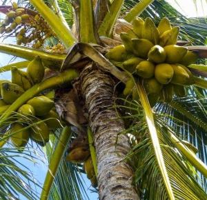 Naturalny energetyk - woda z wnętrza kokosa